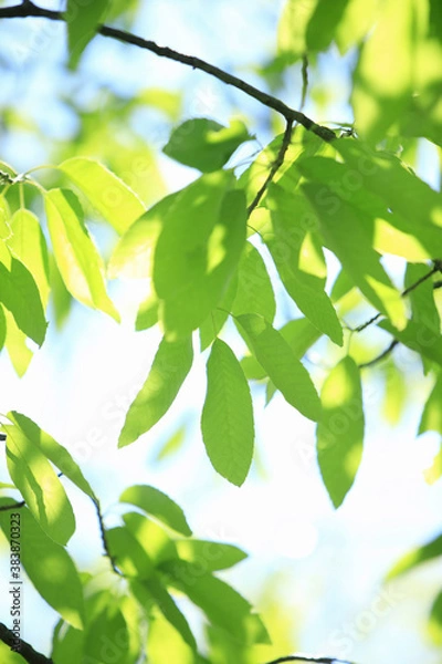 Obraz 新緑の葉