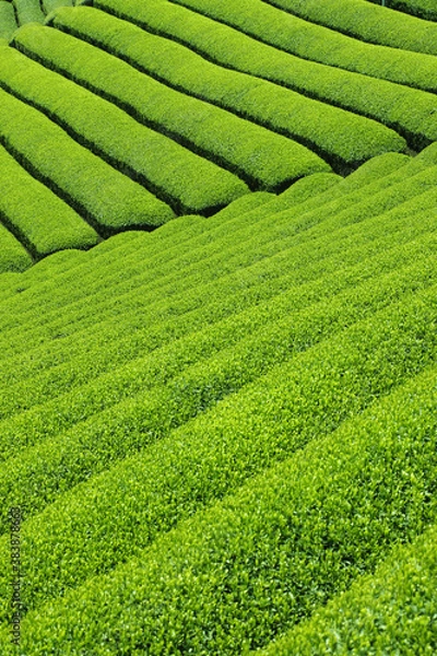 Fototapeta 茶畑