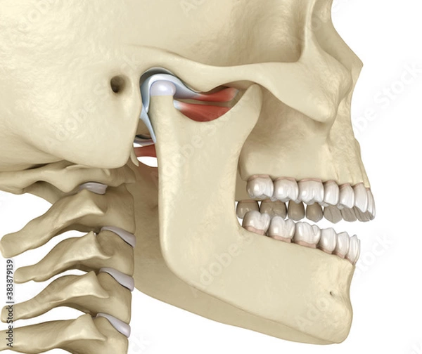 Fototapeta TMJ: The temporomandibular joints. Healthy occlusion anatomy. Medically accurate 3D illustration of human teeth and dentures concept