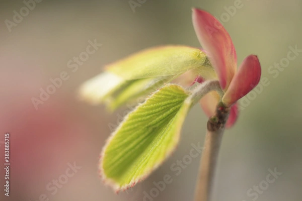 Fototapeta キリシマミズキの芽吹き