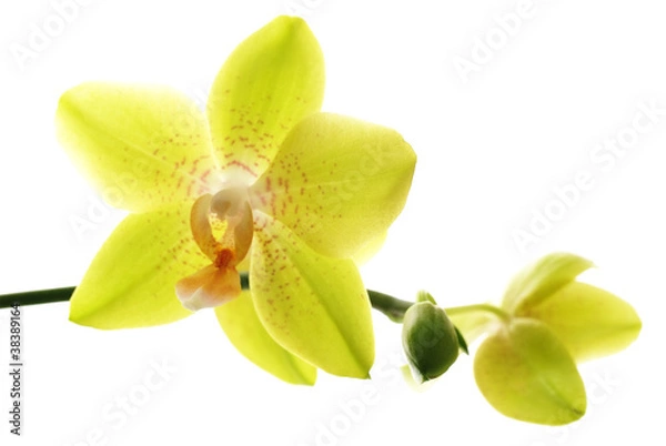 Obraz Yellow orchids isolated white  background