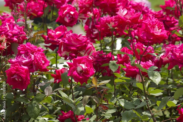 Fototapeta バラの花のアップ