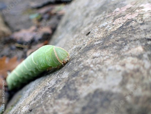Obraz green caterpillar