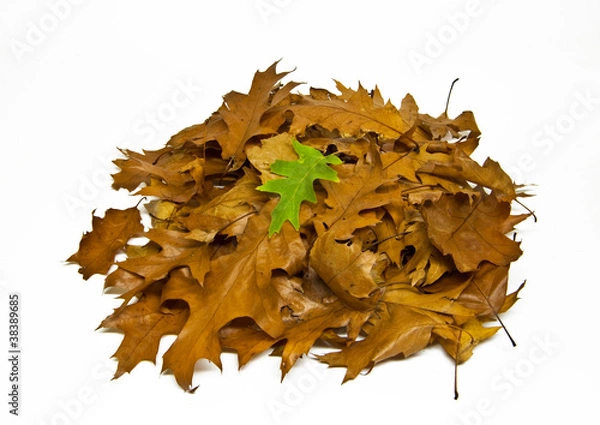 Obraz Laubhaufen