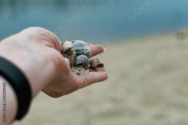 Fototapeta River shells and fine white river sand fall from a woman's hand in nature