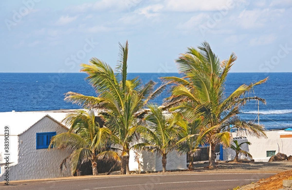 Obraz Palmen auf Lanzarote