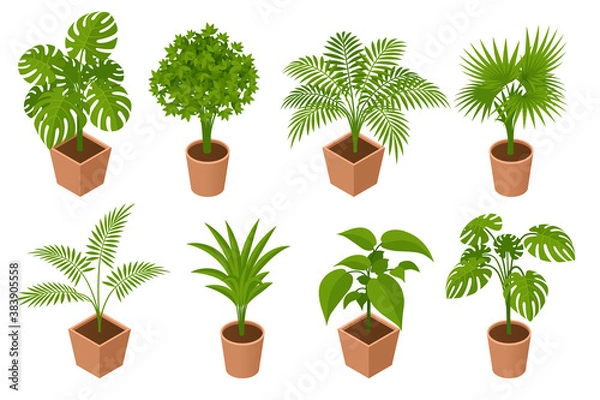 Fototapeta Isometric plant, palm trees in a pot isolated on white background. Decorative Areca palm in interior of room