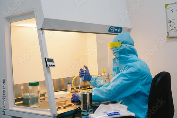 Fototapeta A scientist in PPE safty uniform pipetting sample experiment in biological safety cabinet (BSC).
