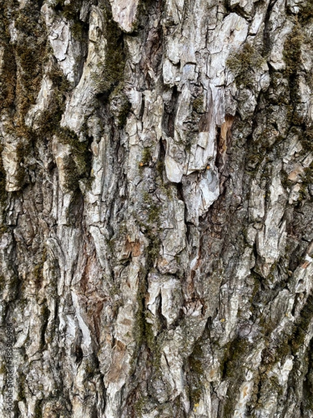 Fototapeta texture tree macro nature