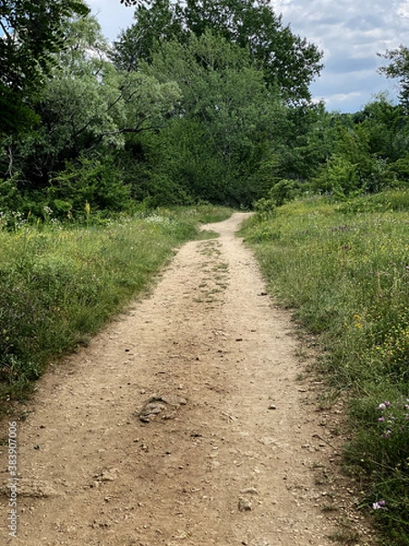 Fototapeta forest road trees deciduous summer