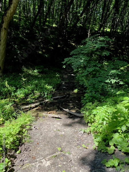 Fototapeta forest road trees deciduous summer