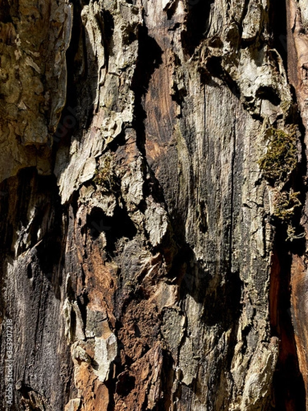 Fototapeta texture tree macro nature