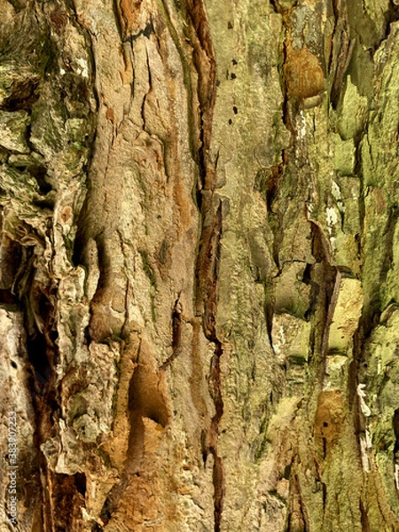 Fototapeta texture tree macro nature