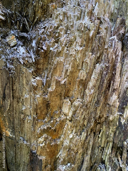 Fototapeta texture tree macro nature