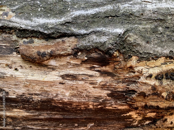 Fototapeta texture tree macro nature