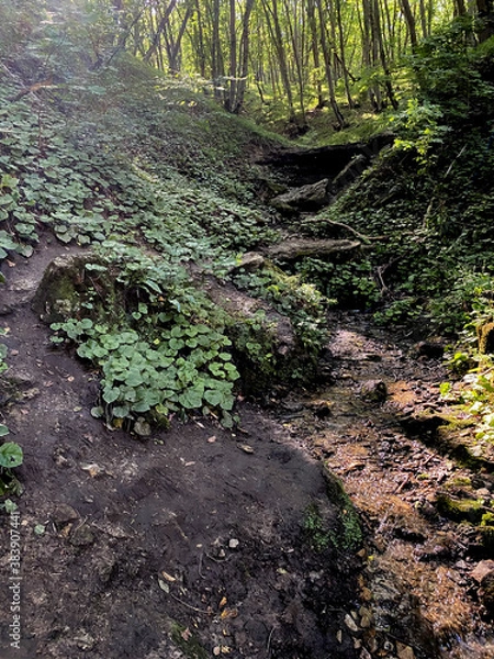 Fototapeta forest landscape trees deciduous summer