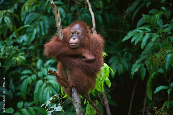 Fototapeta Young Orangutan on the tree