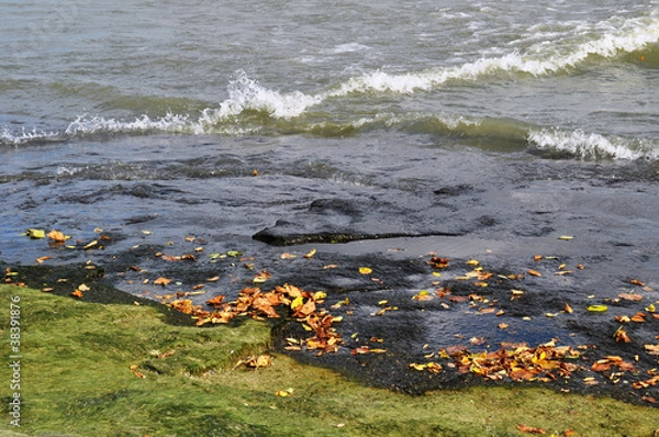 Obraz Algae leaves and water