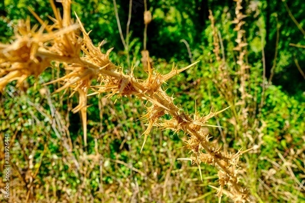Fototapeta Thistle branch with green background