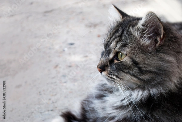 Fototapeta A beautiful fluffy cat looks into the distance. Profile portrait.