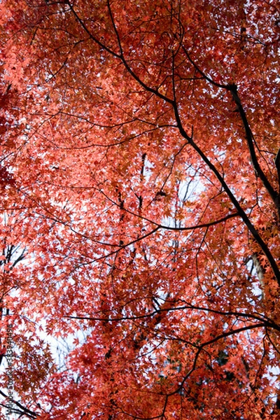 Fototapeta 龍王峡の紅葉