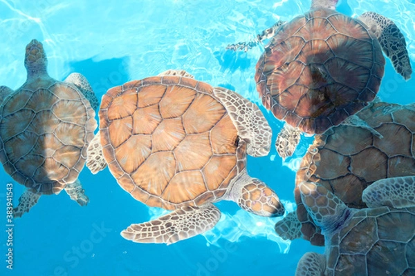 Fototapeta Small growing turtles swimming in a blue pool in a group