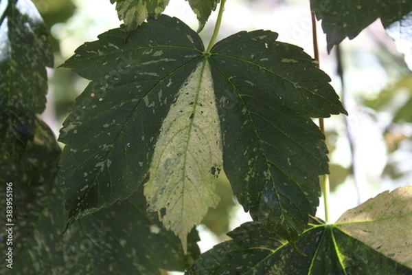 Fototapeta green leaves