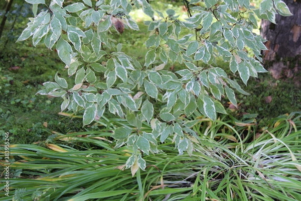 Obraz ficus benjamin