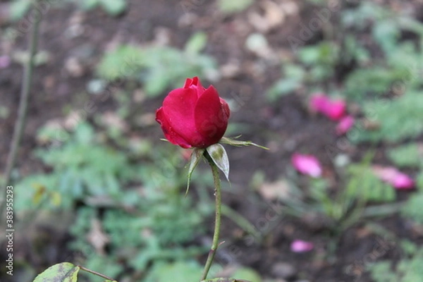 Obraz Red rose