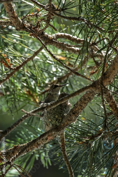 Fototapeta young ruby throated humming bird