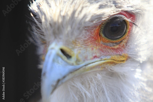 Obraz ヘビクイワシ