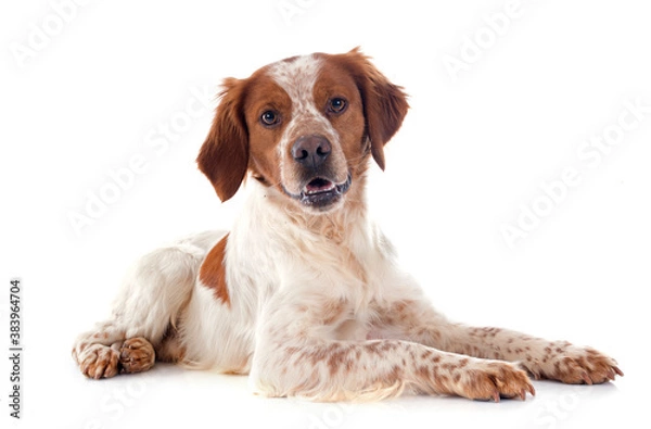 Fototapeta brittany spaniel