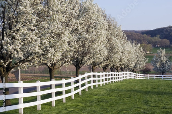 Obraz Spring Season Bloom