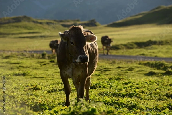Fototapeta Almleben. <<kühe und Kälber in den Schweizer Alpen