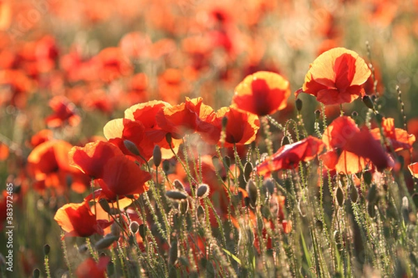 Obraz Ein Mohnfeld im Sommer