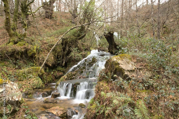 Obraz waterfall in the forest