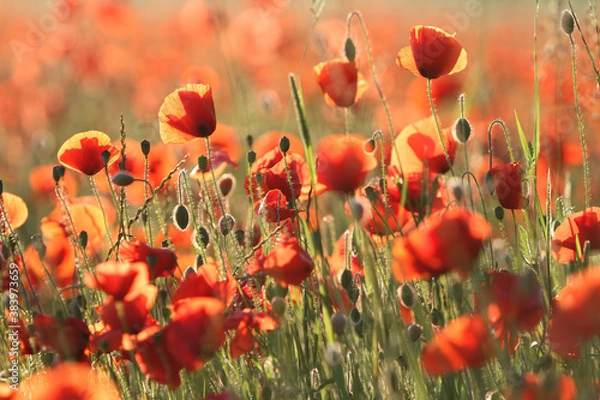 Obraz Ein Mohnfeld im Sommer