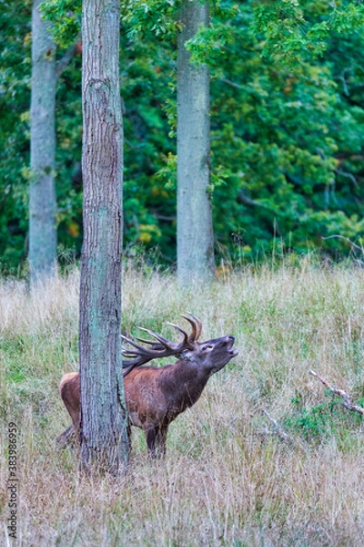Fototapeta Big old red deer with huge antlers roaring between naked tree trunks with wide open eyes in the wilderness and the forrest in the blurred in the background