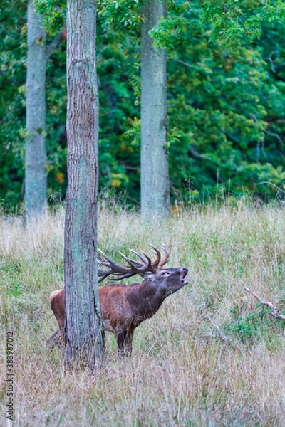 Fototapeta Big old red deer with huge antlers roaring between naked tree trunks with wide open eyes in the wilderness and the forrest in the blurred in the background