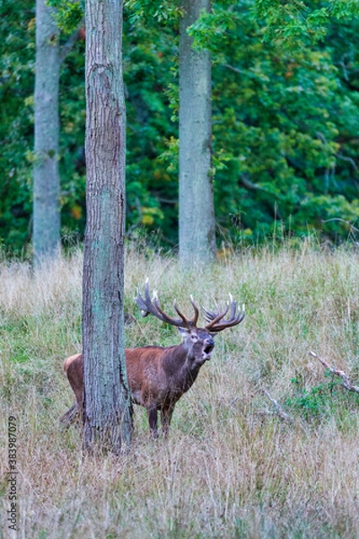 Fototapeta Big old red deer with huge antlers roaring between naked tree trunks with wide open eyes in the wilderness and the forrest in the blurred in the background
