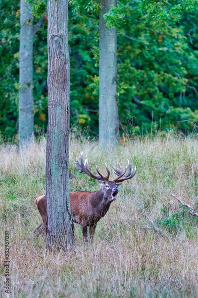 Fototapeta Big old red deer with huge antlers roaring between naked tree trunks with wide open eyes in the wilderness and the forrest in the blurred in the background