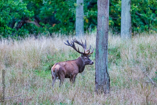Fototapeta Big old red deer with huge antlers resting between naked tree trunks in the wilderness with the forrest in the blurred in the background