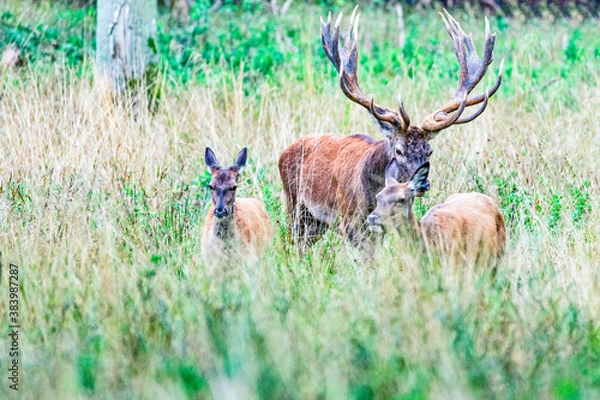 Fototapeta Big old red deer with huge antlers being alert of his two hinds blurred in the foreground while following them in the wilderness