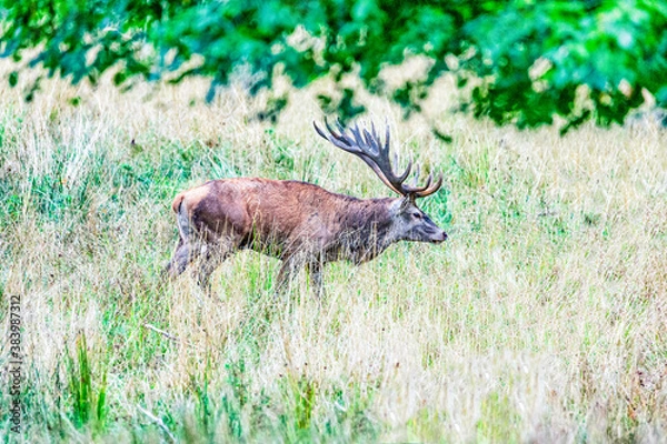 Fototapeta Big old red deer with huge antlers passing from left to right under the leaves of a green tree in the wilderness