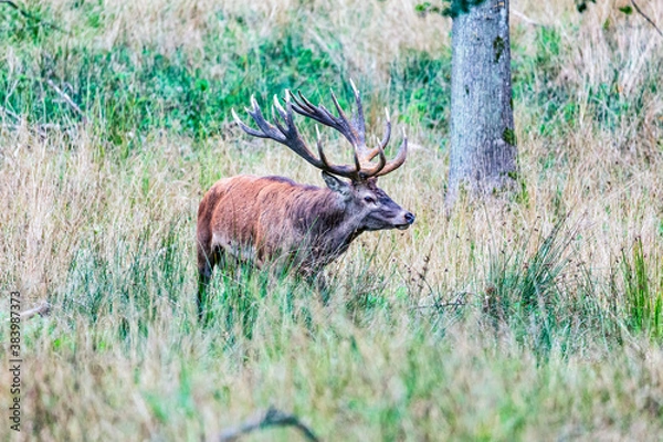 Fototapeta Big old red deer with huge antlers walking around in the wilderness