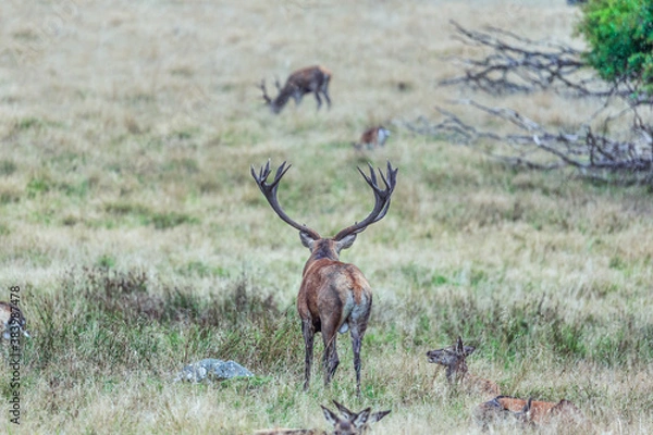 Fototapeta Red deer with huge antlers in the foreground watching another red deer with big antlers grassing blurred in the background