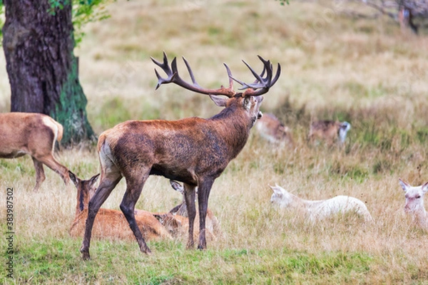 Fototapeta Big old red deer with huge antlers roaring on a grassy plain with his hinds in the background