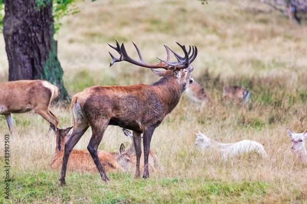 Fototapeta Big old red deer with huge antlers roaring on a grassy plain with his hinds in the background