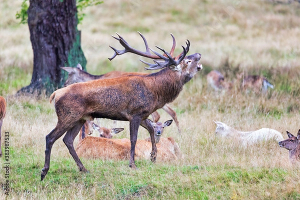 Fototapeta Big old red deer with huge antlers roaring on a grassy plain with his hinds in the background