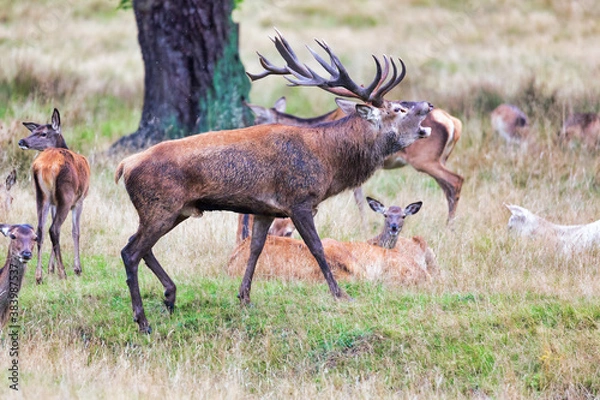 Fototapeta Big old red deer with huge antlers roaring on a grassy plain with his hinds in the background